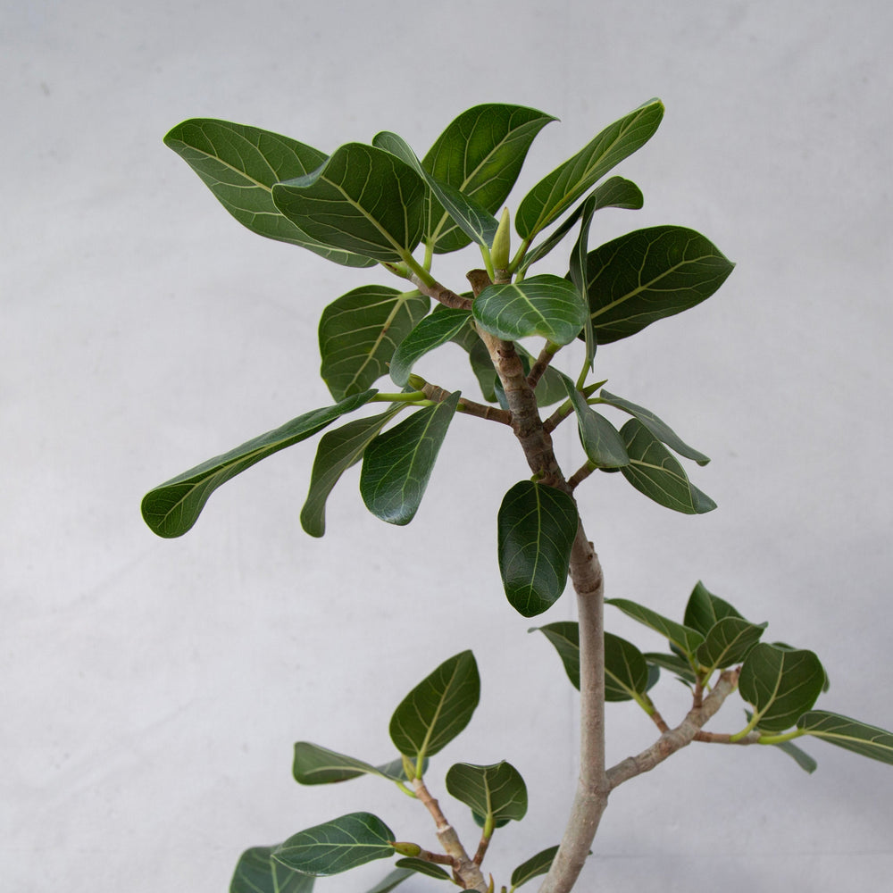 フィカス・ベンガレンシス / Ficus Benghalensis - LIFFT