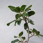 フィカス・ベンガレンシス / Ficus Benghalensis - LIFFT