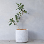 フィカス・ベンガレンシス / Ficus benghalensis