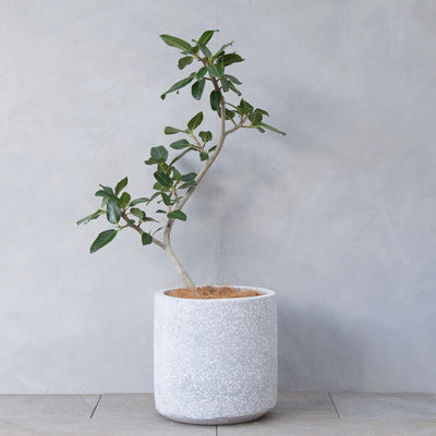 フィカス・ベンガレンシス / Ficus benghalensis