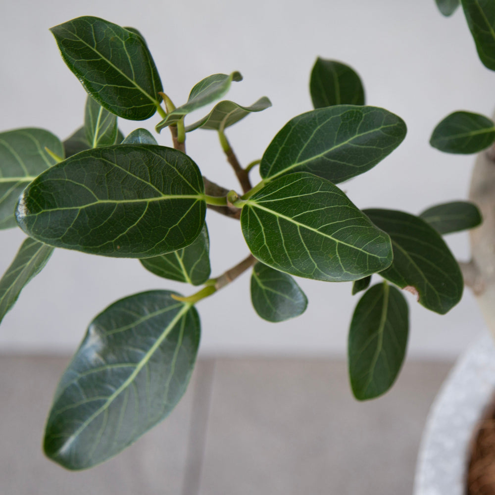 フィカス・ベンガレンシス / Ficus Benghalensis - LIFFT