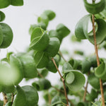 フィカス・ベンジャミン・バロック / Ficus Benjamina Barok - LIFFT