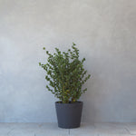 フィカス・ベンジャミン・バロック M / Ficus Benjamina Barok