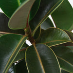 フィカス・ソフィア / Ficus elastica 'Sophia' - LIFFT