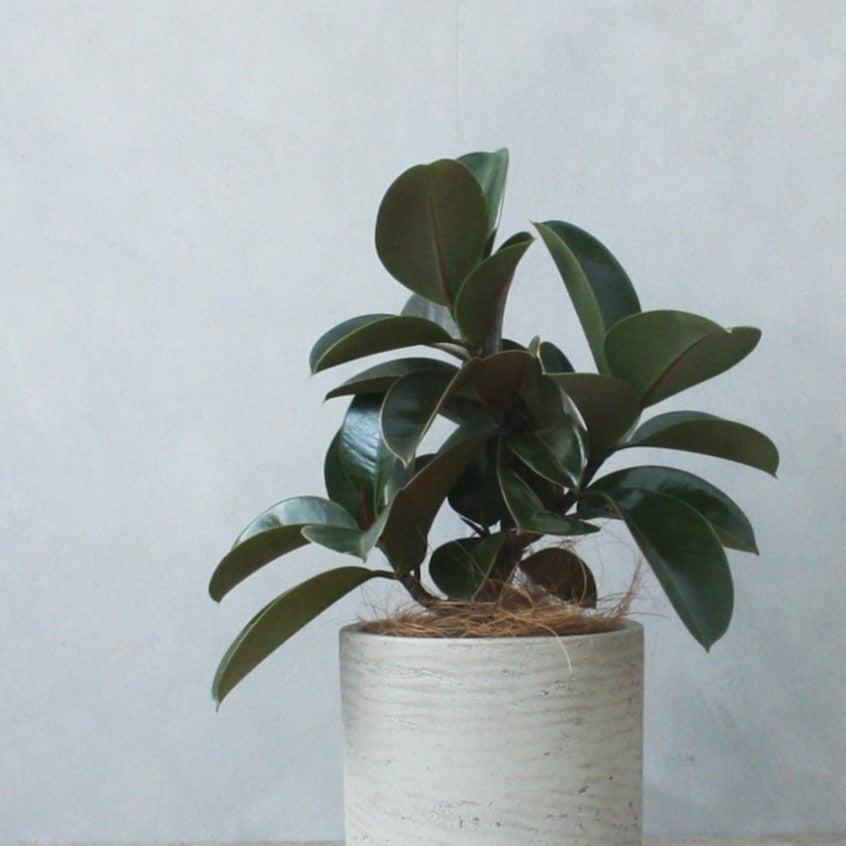 フィカス・ソフィア / Ficus elastica 'Sophia' - LIFFT