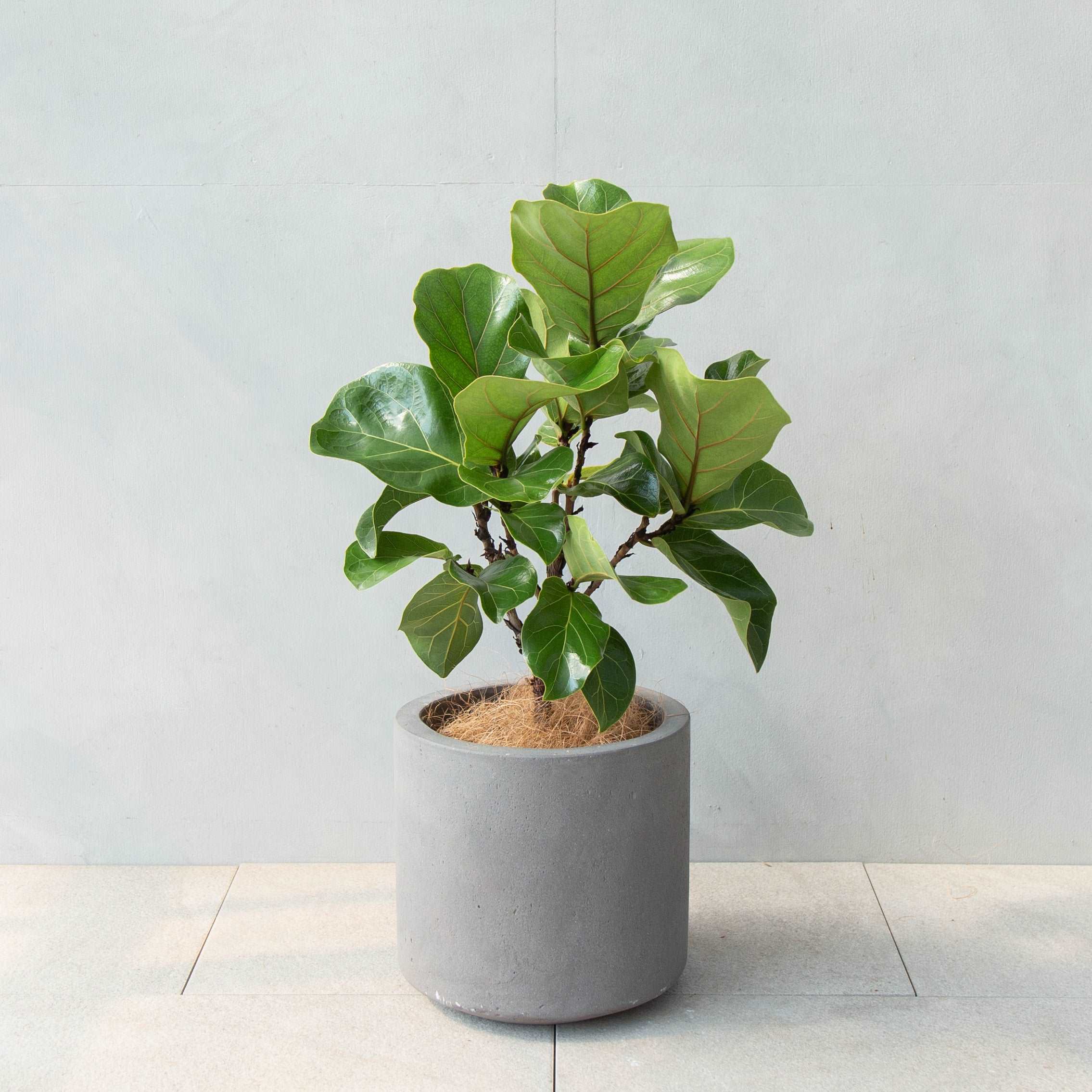ficus-lyrata-bambino-578974.