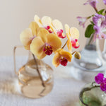 ミディファレノのアソート & ライトリー GLASS Flower vase - Flask - LIFFT