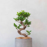 ガジュマルL / Ficus malacocarpa - LIFFT