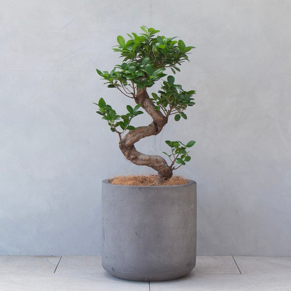 ガジュマルL / Ficus malacocarpa
