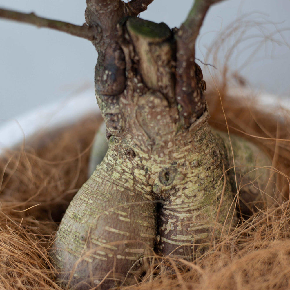 ガジュマルM / Ficus malacocarpa - LIFFT