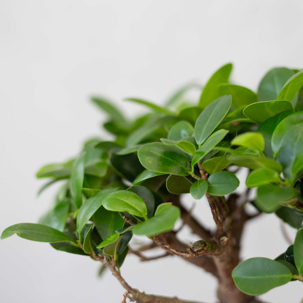 ガジュマルM / Ficus malacocarpa - LIFFT