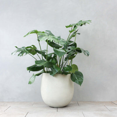 モンステラ / Monstera