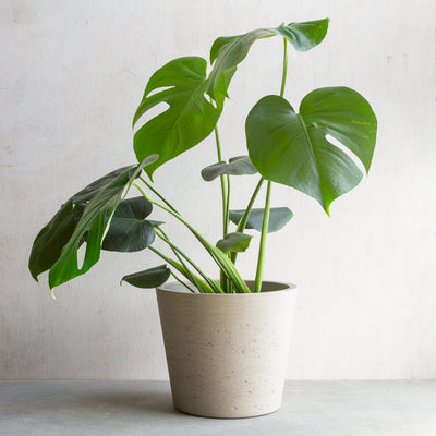 モンステラ / Monstera