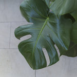 モンステラ / Monstera - LIFFT