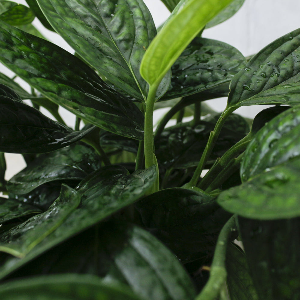 モンステラ・シルテペカナ/ Monstera siltepecana – LIFFT