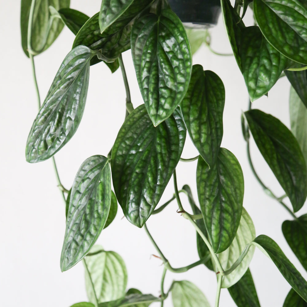 モンステラ・シルテペカナ/ Monstera siltepecana – LIFFT