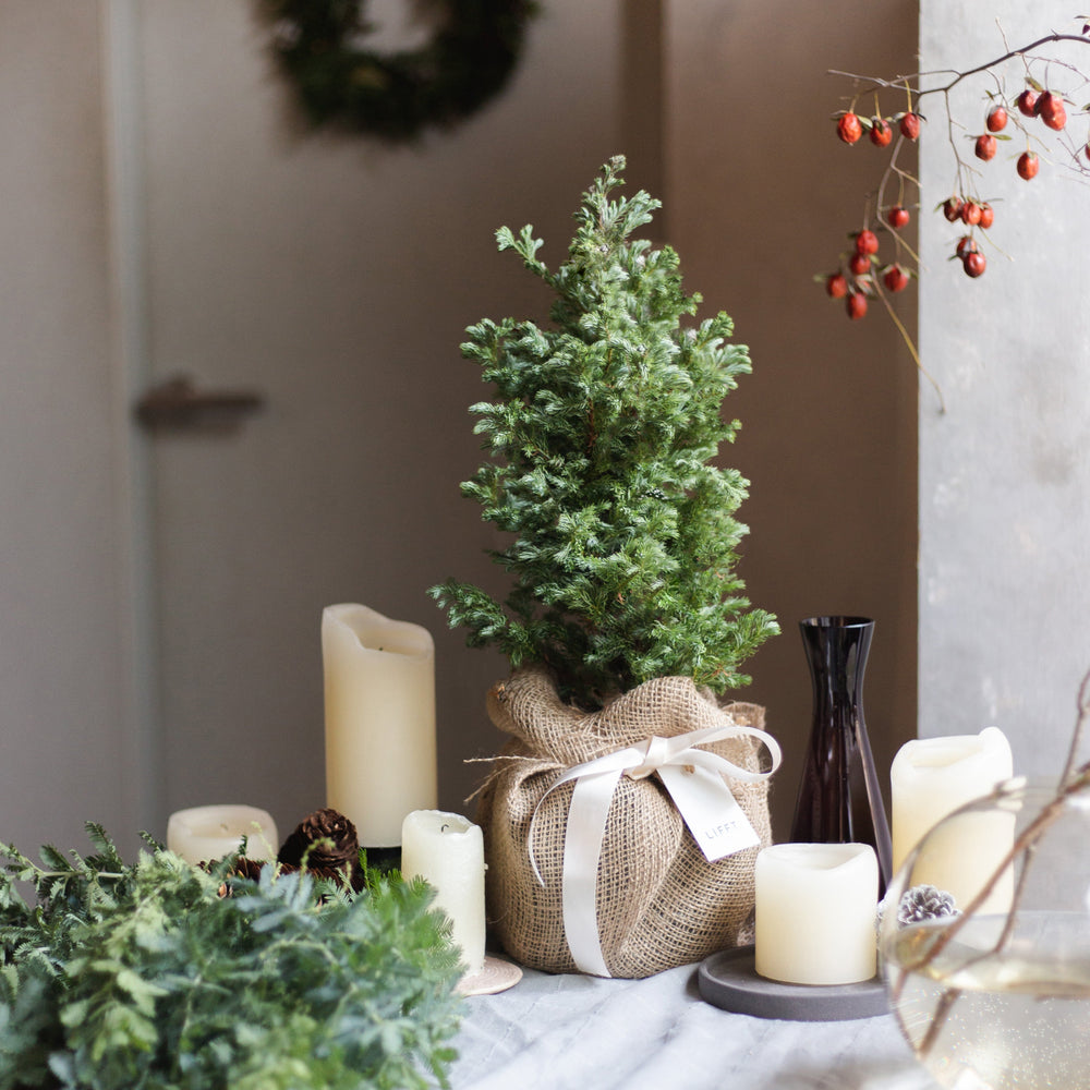 Natural ornament Tree - LIFFT