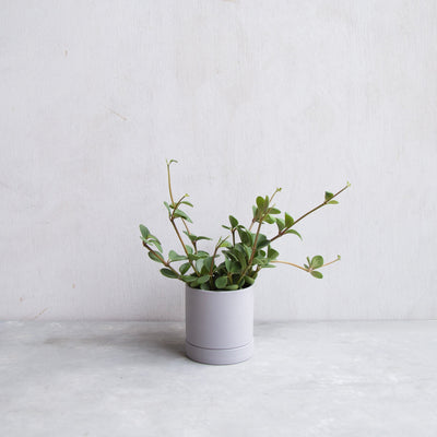 ペペロミア・ホープ / Peperomia obtusifolia 'Hope'