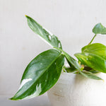 フィロデンドロン・ホワイトプリンセス /Philodendron 'white princess' - LIFFT