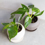 フィロデンドロン・ホワイトプリンセス /Philodendron 'white princess' - LIFFT