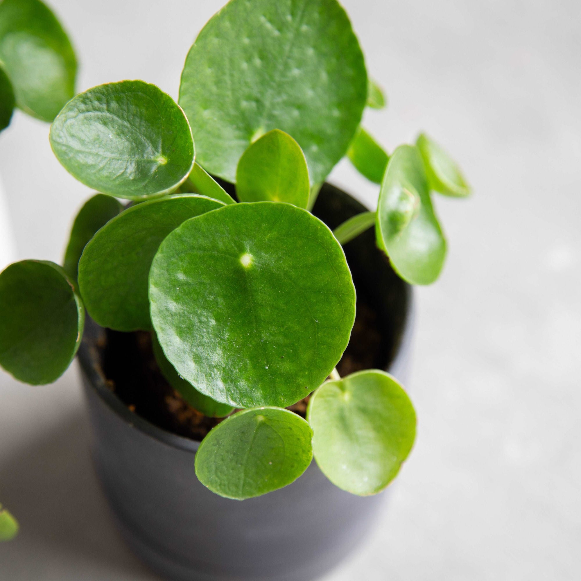 ピレア・ペペロミオイデス / Pilea peperomioides – LIFFT