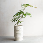 大きいサイズの観葉植物