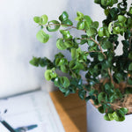 フィカス・ベンジャミン・バロック S / Ficus Benjamina Barok - LIFFT