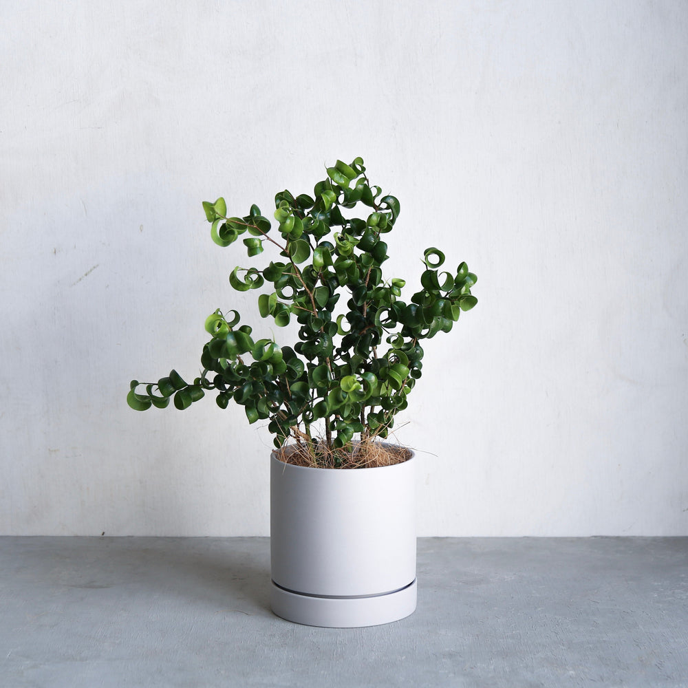 フィカス・ベンジャミン・バロック S / Ficus Benjamina Barok - LIFFT