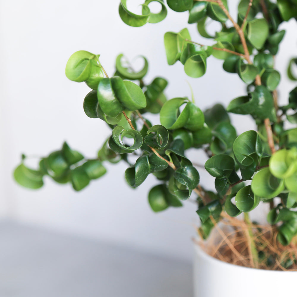 フィカス・ベンジャミン・バロック S / Ficus Benjamina Barok - LIFFT