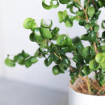 フィカス・ベンジャミン・バロック S / Ficus Benjamina Barok - LIFFT