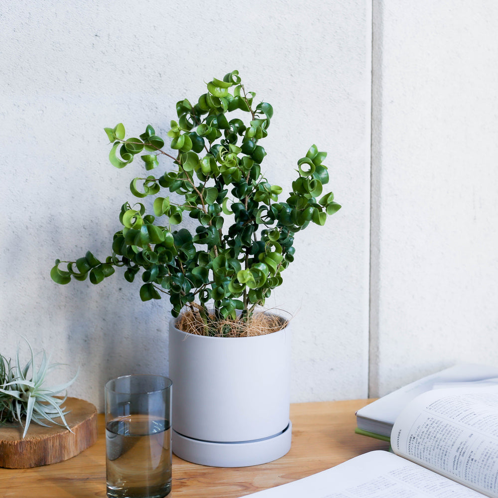 フィカス・ベンジャミン・バロック S / Ficus Benjamina Barok - LIFFT