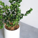 フィカス・ベンジャミン・バロック S / Ficus Benjamina Barok - LIFFT