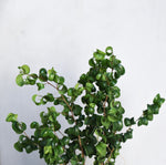 フィカス・ベンジャミン・バロック S / Ficus Benjamina Barok - LIFFT
