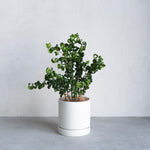 フィカス・ベンジャミン・バロック / Ficus benjamina 'Barok'