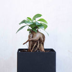 ガジュマルS / Ficus malacocarpa - LIFFT