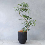 シェフレラ・アンガスティフォリア / Schefflera angustifolia - LIFFT