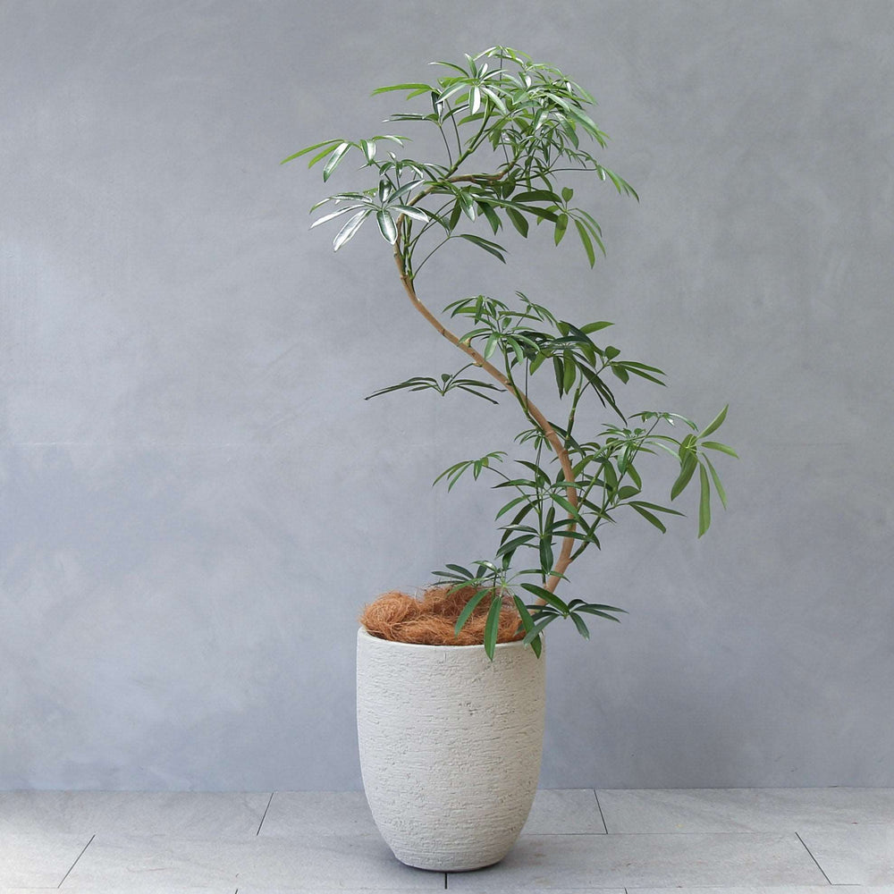シェフレラ・アンガスティフォリア / Schefflera angustifolia – LIFFT