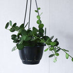 育てやすい観葉植物